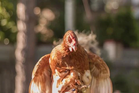 Chicken Stock Photos