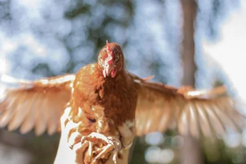 Chicken Stock Photos