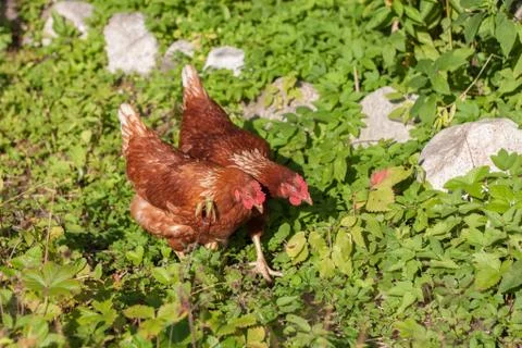 Chicken Stock Photos