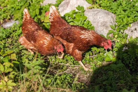 Chicken Stock Photos