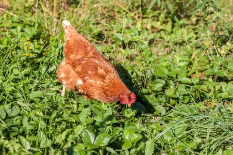 Chicken Stock Photos