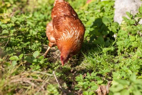 Chicken Stock Photos