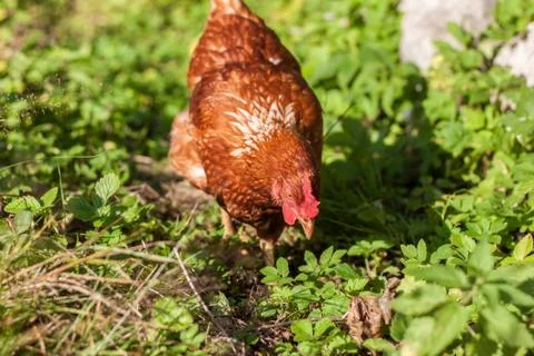 Chicken Stock Photos