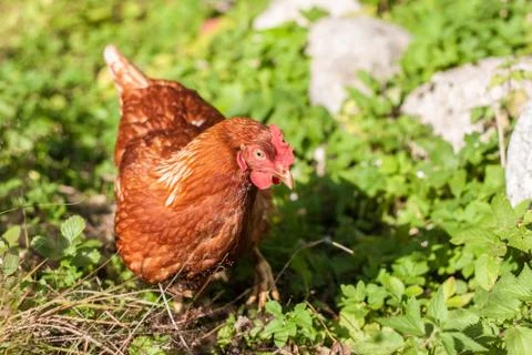 Chicken Stock Photos