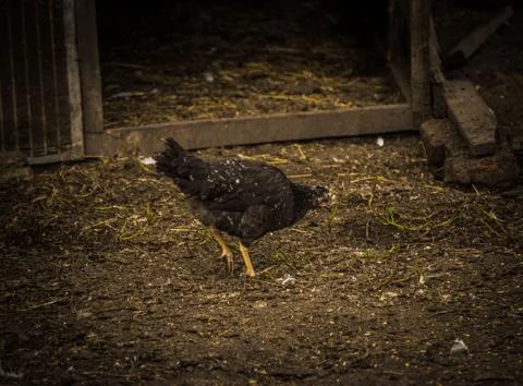 Chicken Stock Photos