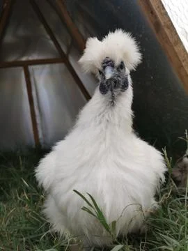 Chicken Stock Photos