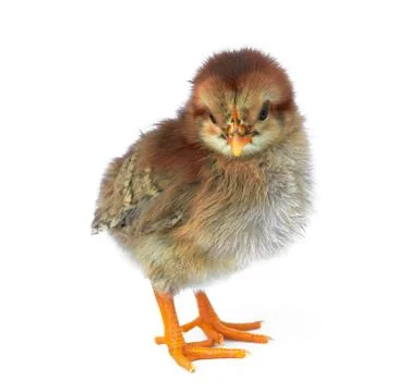 Chicken Stock Photos