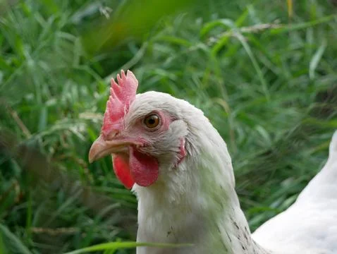 Chicken 스톡 사진