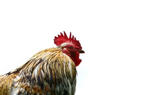Chicken Foto stock
