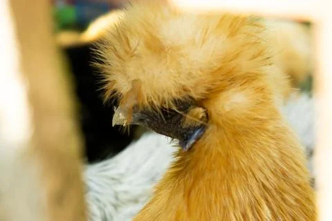 Chicken Stock Photos