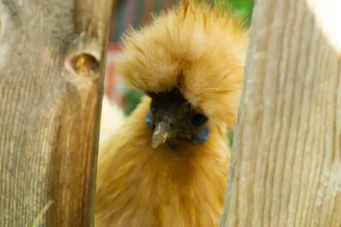 Chicken Stock Photos