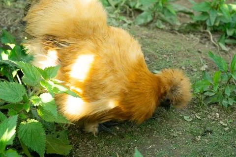 Chicken Stock Photos
