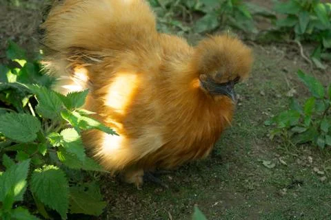 Chicken Stock Photos