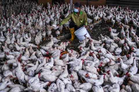 Chicken Stock Photos