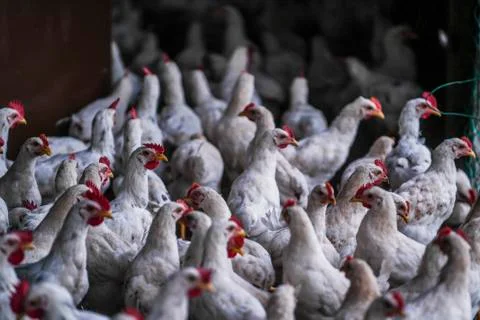 Chicken 写真素材