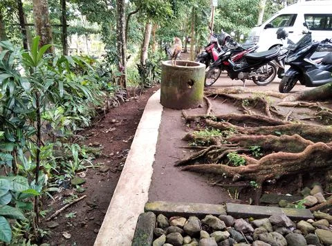 Chicken Stock Photos