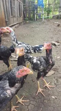 Chicken Stock Photos