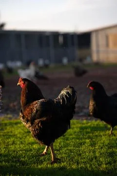 Chicken Stock Photos