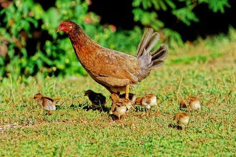 Chicken Stock Photos