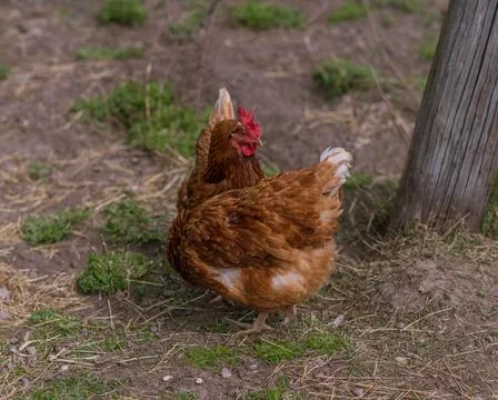 Chicken Stock Photos