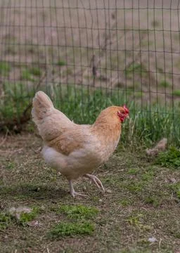 Chicken Stock Photos