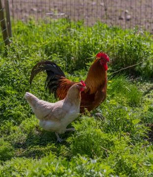 Chicken Stock Photos