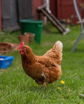 Chicken Stock Photos
