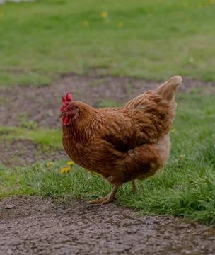 Chicken Stock Photos