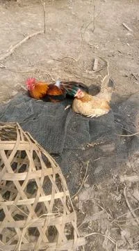 Chicken Stock Photos