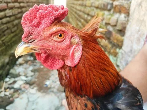 Chicken Foto stock