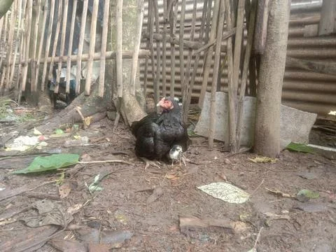 CHICKEN Stock Photos