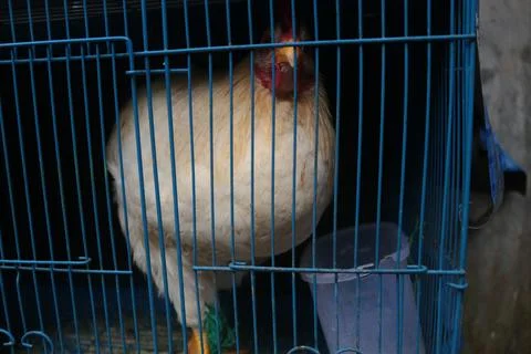 The Chicken Stock Photos