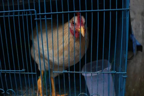 The Chicken Stock Photos