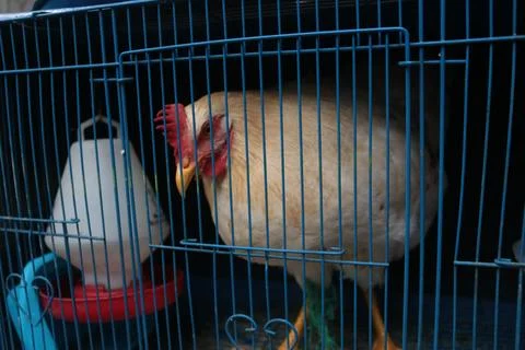 The Chicken Stock Photos