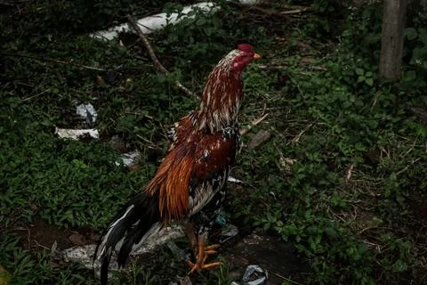 Chicken Stock Photos