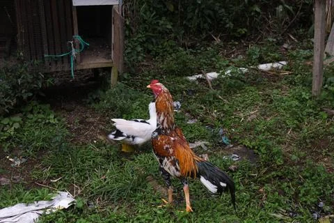 Chicken Stock Photos