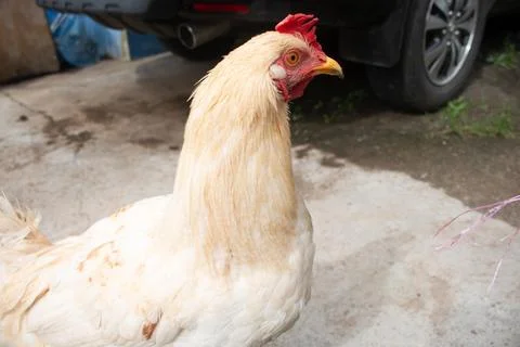 Chicken Stock Photos