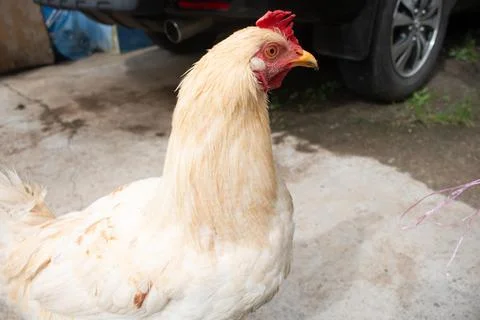Chicken Stock Photos