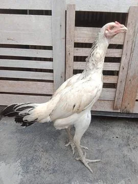 Chicken. Stock Photos