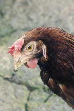 Chicken Stock Photos