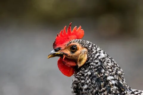 Chicken Foto stock