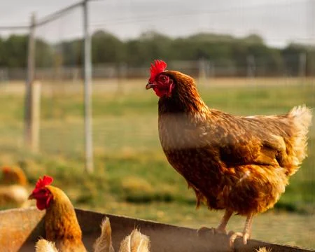 Chicken Stock Photos