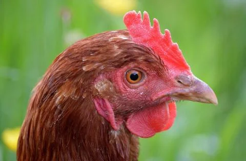 Chicken Stock Photos