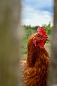 Chicken Stock Photos
