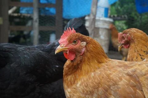 Chicken Stock Photos