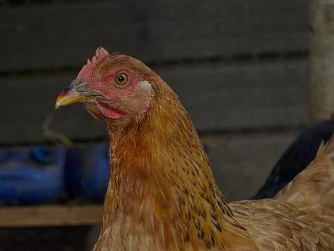 Chicken Stock Photos