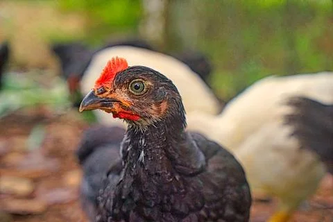 Chicken Stock Photos