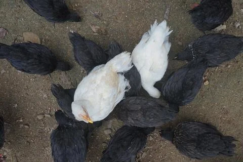 Chicken Stock Photos