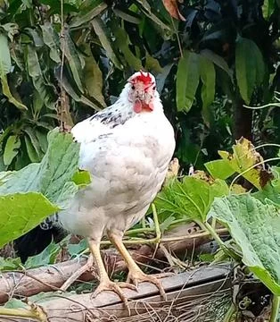 A chicken Foto stock