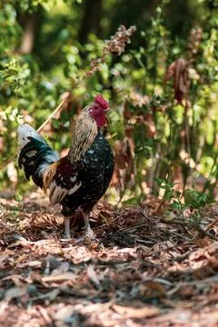 Chicken Stock Photos